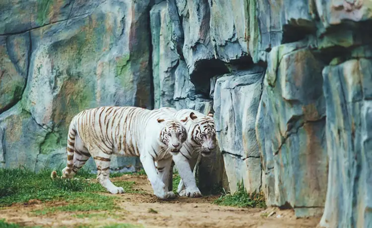 tour du lịch Hội An