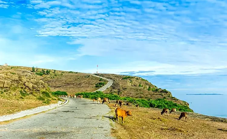 Tour du lịch Lý Sơn 2 ngày 1 đêm Tour du lịch Lý Sơn 2 ngày 1 đêm