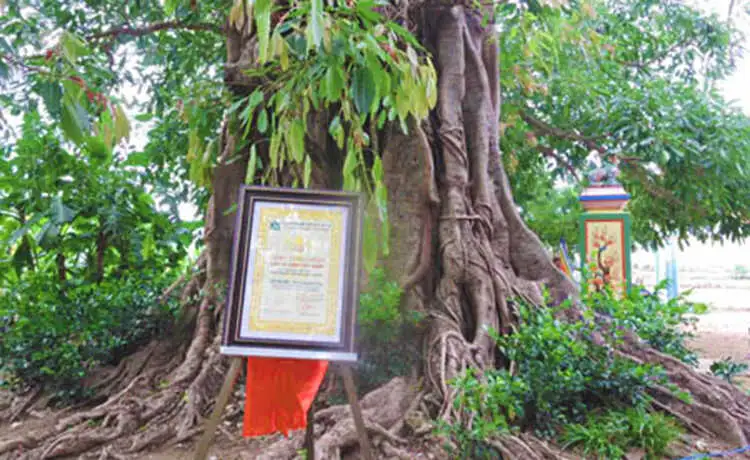 tour du lịch Lý Sơn tour du lịch Lý Sơn