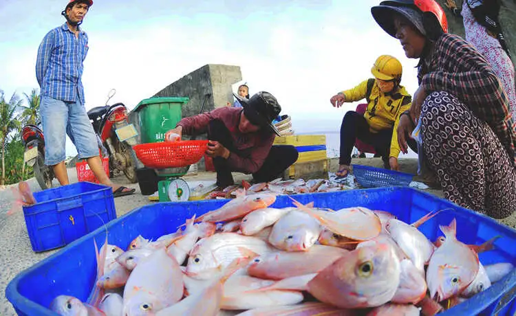 tour du lịch Lý Sơn tour du lịch Lý Sơn