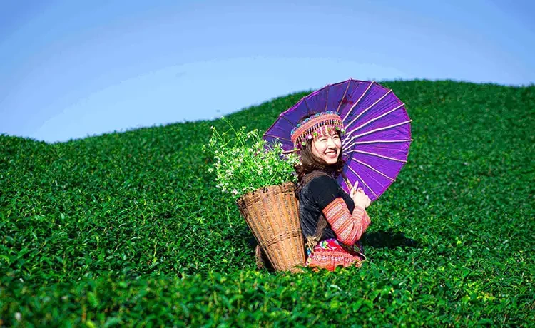 Tour du lịch Mai Châu - Mộc Châu 2 ngày 1 đêm Tour du lịch Mai Châu - Mộc Châu 2 ngày 1 đêm