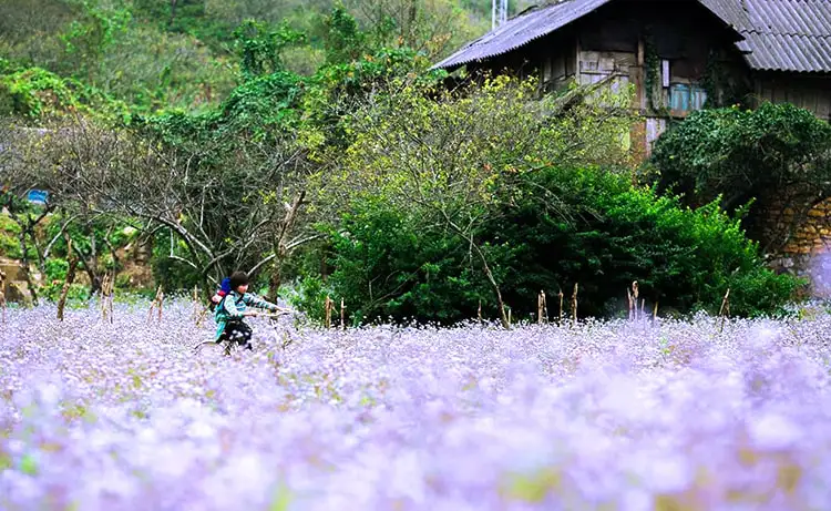 ảnh đẹp du lịch mộc châu