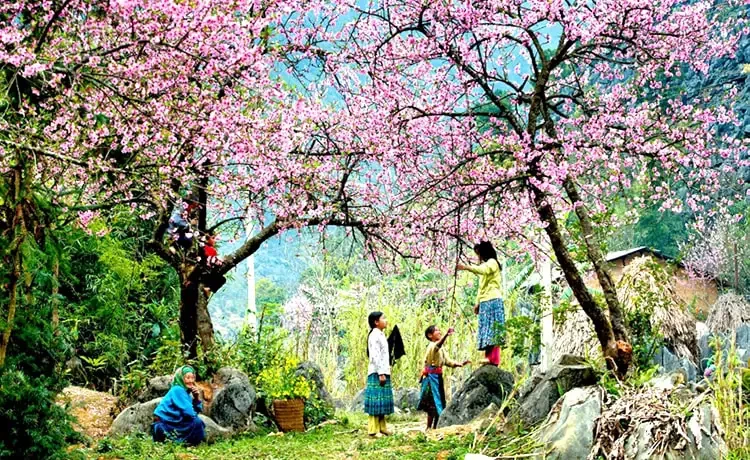 Tour du lịch Mộc Châu - Mai Châu - Pù Luông 3 ngày 2 đêm