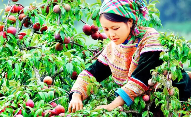 Tour du lịch Mộc Châu - Mai Châu - Pù Luông 3 ngày 2 đêm