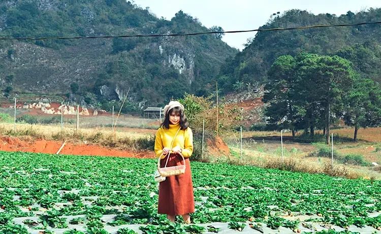 Tour du lịch Mộc Châu - Mai Châu - Thung Nai 3 ngày 2 đêm