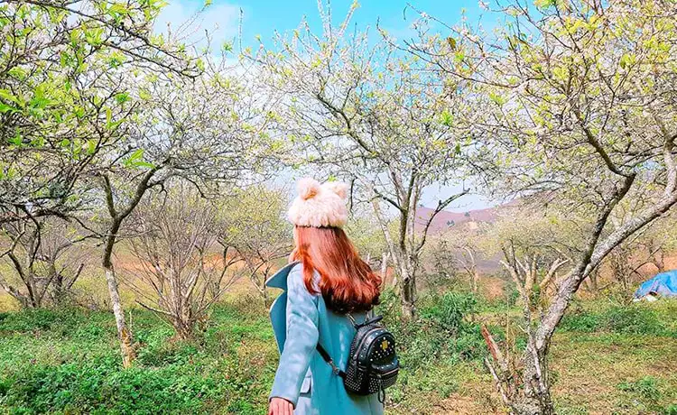 Thung lũng mận Nà Ka Mộc Châu