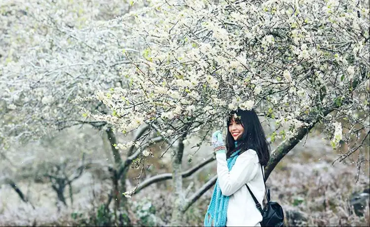 Thung lũng mận Nà Ka Mộc Châu