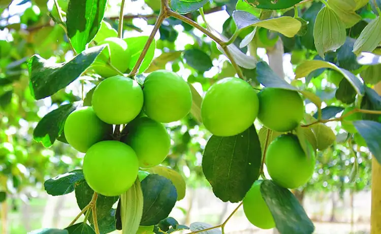 tour du lịch Ninh Thuận