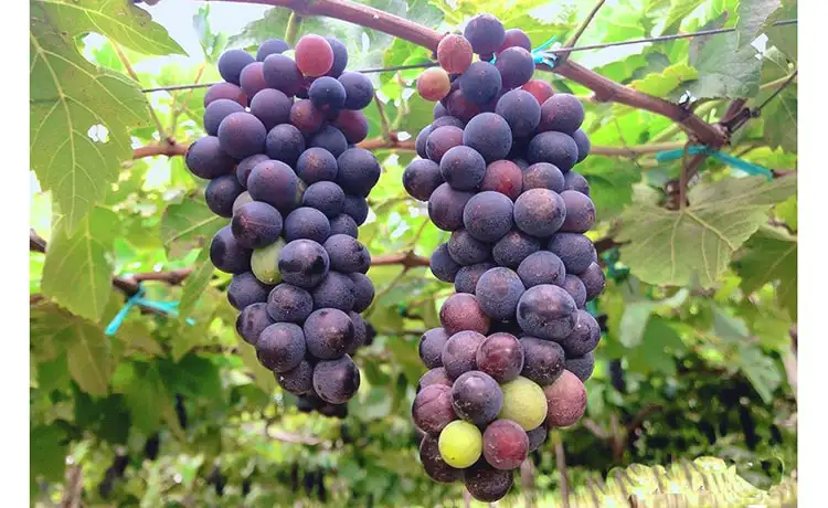 tour du lịch Ninh Thuận