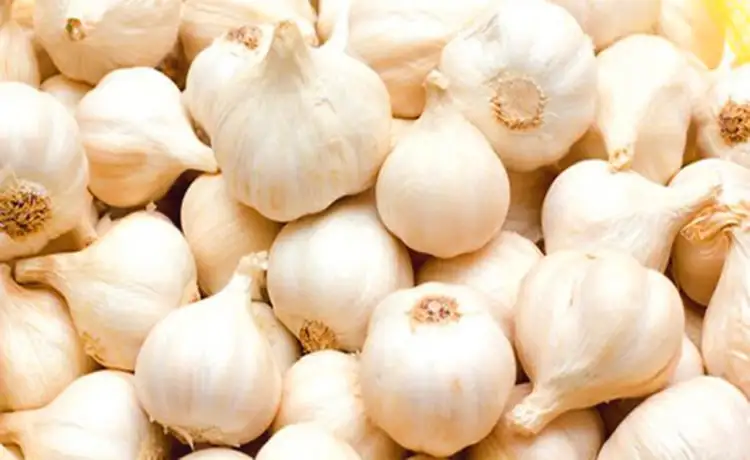 tour du lịch Ninh Thuận