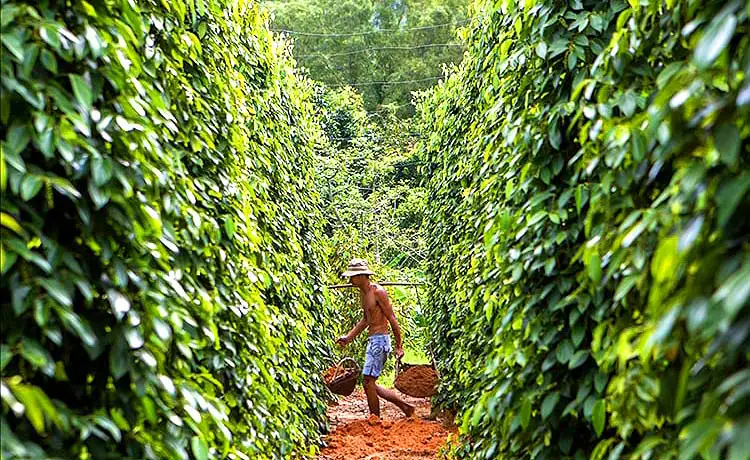 vườn tiêu bắc đảo phú quốc