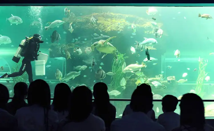 thủy cung vinpearl phú quốc