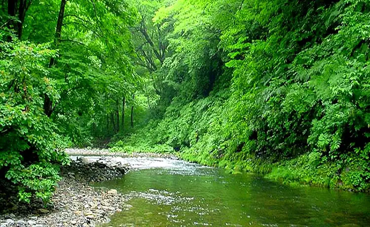 rừng nguyên sinh Phú Quốc