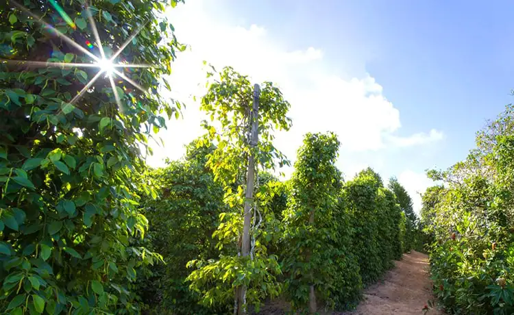 vườn tiêu phú quốc