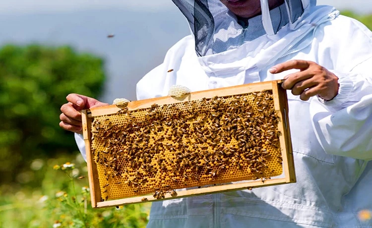 Tour tham quan Bắc đảo Phú Quốc trong ngày