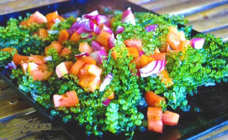 tour du lịch Phú Yên