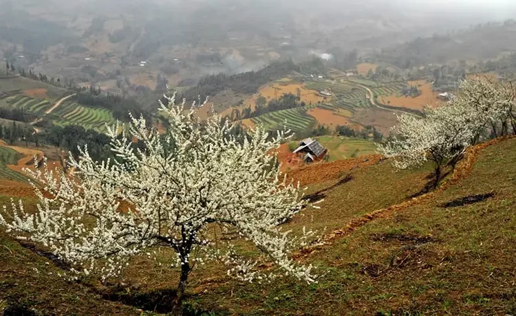 Tour du lịch Sapa 2 ngày 1 đêm Tour du lịch Sapa 2 ngày 1 đêm