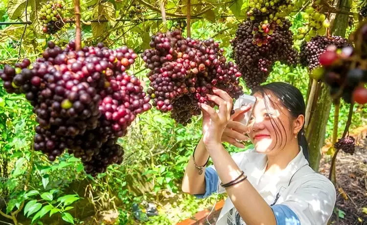 Tour du lịch Tây Ninh trong ngày