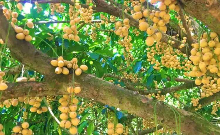 tour tây ninh 2 ngày 1 đêm tour tây ninh 2 ngày 1 đêm