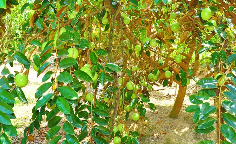 tour du lịch Tiền Giang