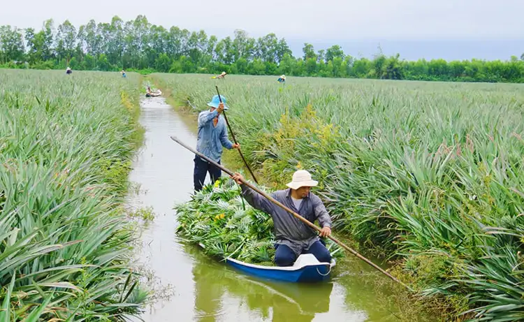 tour du lịch Tiền Giang