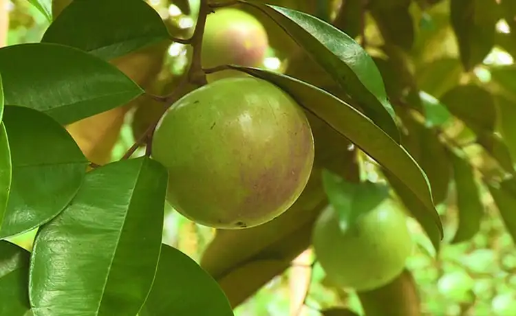 tour du lịch Tiền Giang