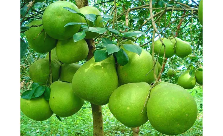 tour du lịch Tiền Giang