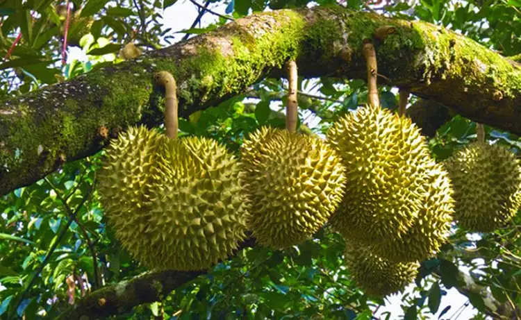 tour du lịch Tiền Giang