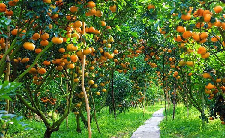 tour du lịch Tiền Giang