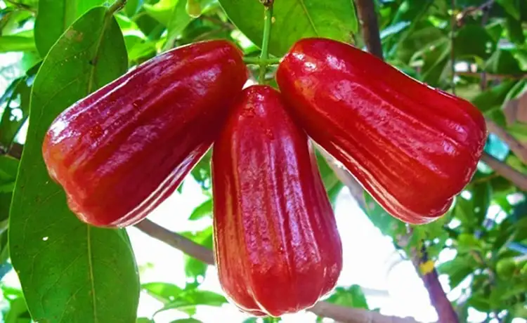 tour du lịch Tiền Giang