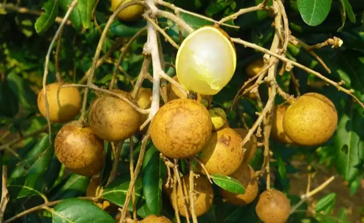 tour du lịch Tiền Giang