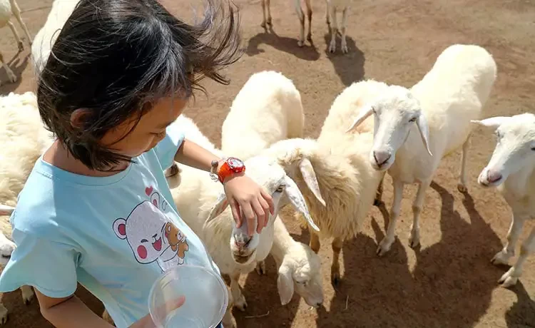 Tour du lịch Vũng Tàu trong ngày
