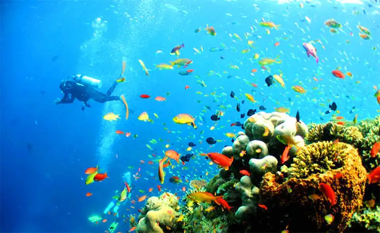 tour du lich lặn biển ngắm san hô hòn mun nha trang 1 ngày tour du lich lặn biển ngắm san hô hòn mun nha trang 1 ngày