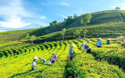 Tour tham quan Đồi chè Cầu Đất Farm Đà Lạt trong ngày