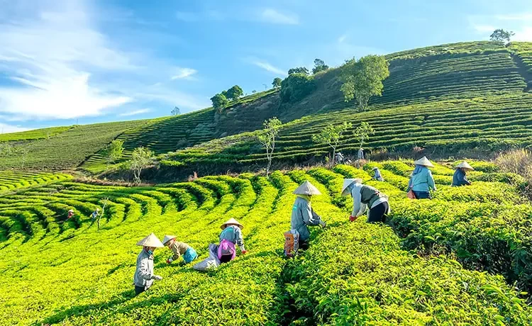Tour tham quan Đồi chè Cầu Đất Farm Đà Lạt trong ngày Tour tham quan Đồi chè Cầu Đất Farm Đà Lạt trong ngày