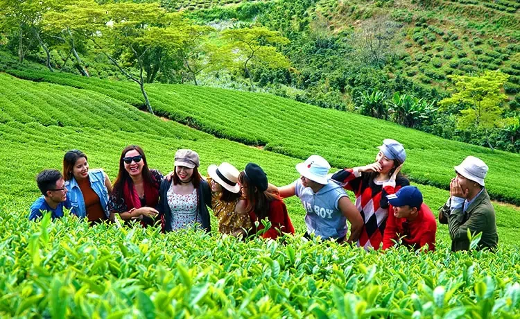 Tour tham quan Đồi chè Cầu Đất Đà Lạt trong ngày ®Hitour