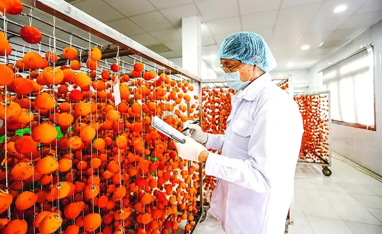 Tour tham quan Đồi chè Cầu Đất Farm Đà Lạt trong ngày Tour tham quan Đồi chè Cầu Đất Farm Đà Lạt trong ngày