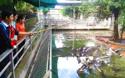 Trại cá sấu Long Xuyên - Du lịch An Giang