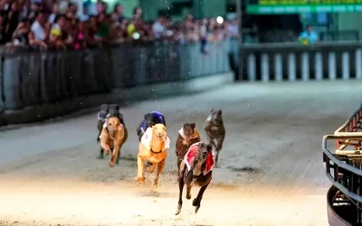 Trường đua chó Lam Sơn Vũng Tàu