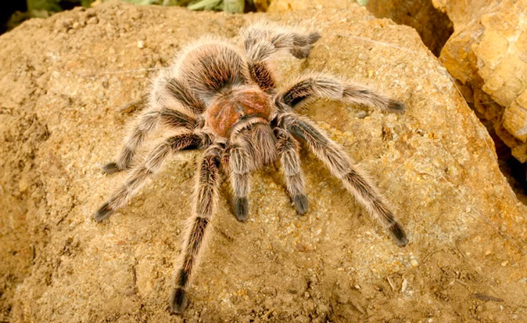 đặt vé Thủy Cung Time City (Vinpearl Aquarium)