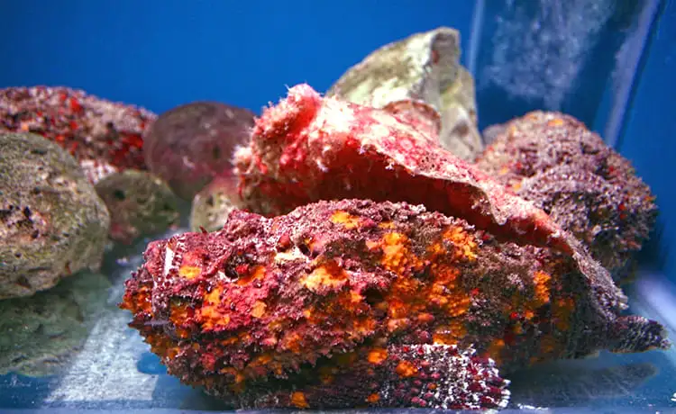 viện hải dương học nha trang