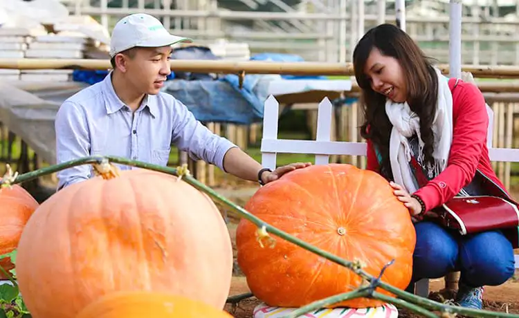 vườn bí ngô khổng lồ đà lạt