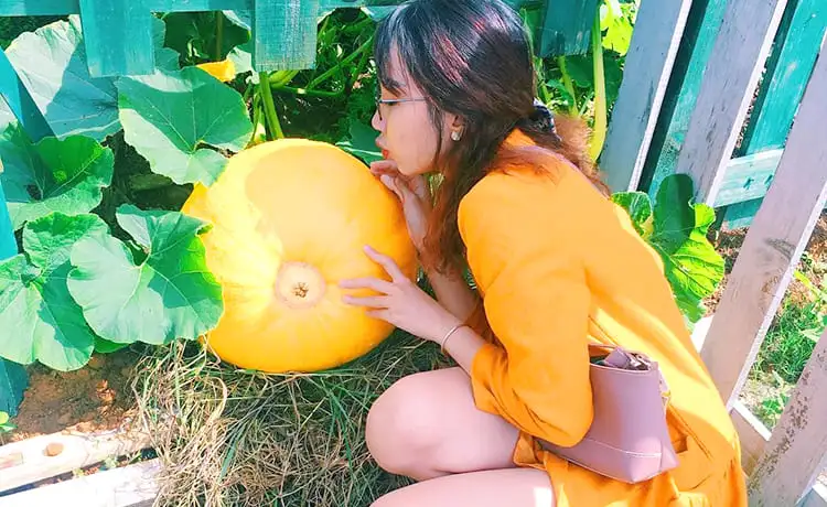 vườn bí ngô khổng lồ đà lạt