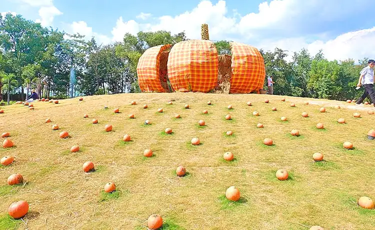vườn bí ngô khổng lồ đà lạt