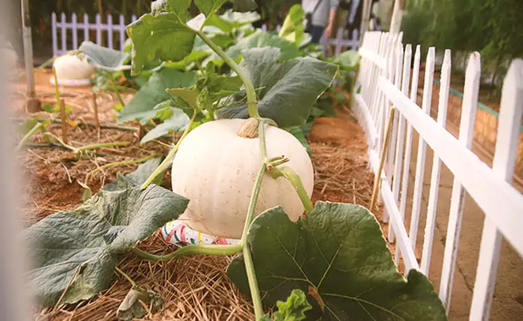 vườn bí ngô khổng lồ đà lạt