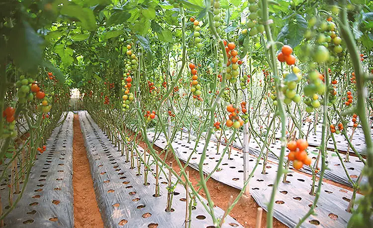 vườn bí ngô khổng lồ đà lạt