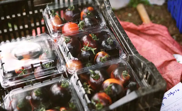 vườn bí ngô khổng lồ đà lạt