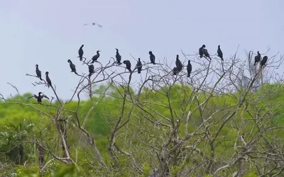 Vườn chim Bạc Liêu – Điểm đến Bạc Liêu