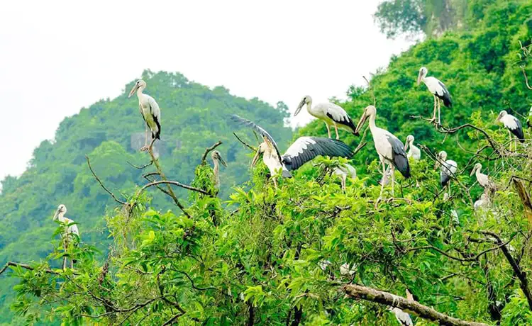 vườn chim thung nham ninh bình vườn chim thung nham ninh bình