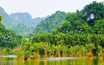 Vườn chim Tư Na Năm Căn - Điểm đến Cà Mau